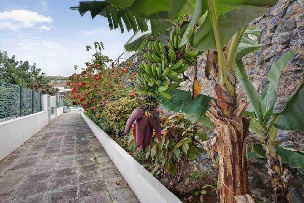 Paradise Studio Belair Wifi, Piscina, Parking Пуэрто-де-ла-Крус Экстерьер фото